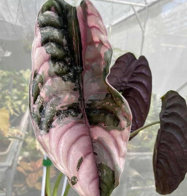 Alocasia Cuprea Pink variegata - Rare Plant - Beautiful Plant