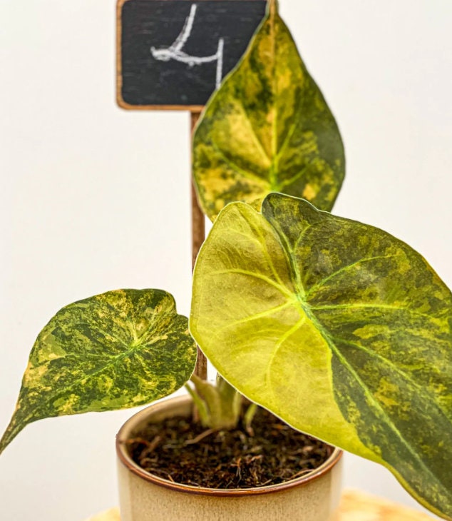 Alocasia Wentii variegata - Rare Plant - Bulbs