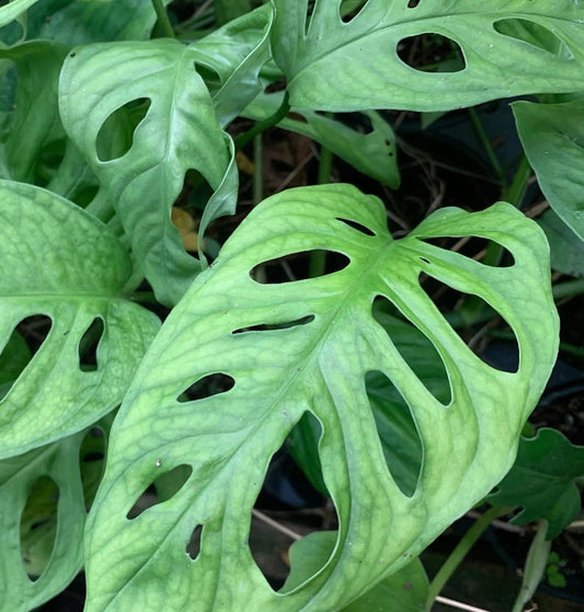 Monstera Adansonii - Monstera - Rare Plants - Monstera Cuttings - Propagation Nodes