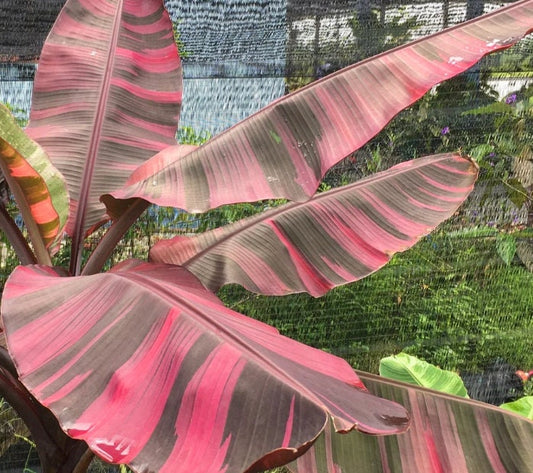 Musa Nono Pink Variegata - Variegated Banana Plant - Rare Plant