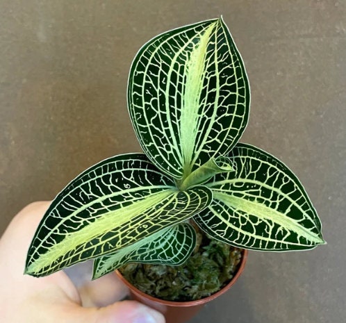 Jewel Orchid Anoectochilus white center - Rare Plant - Beautiful Plant - Cuttings