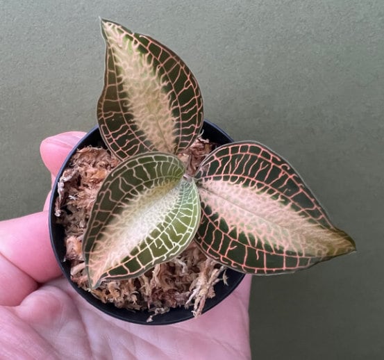 Jewel Orchid Anoectochilus Roxbourghii - Rare Plant - Beautiful Plant - Cuttings