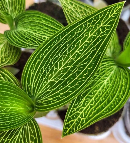 Jewel Orchid Ludisia Discolor Alba - Rare Plant - Beautiful Plant - Cuttings