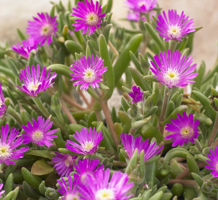 Delosperma Cooperi - Beuatiful Plants - Cuttings