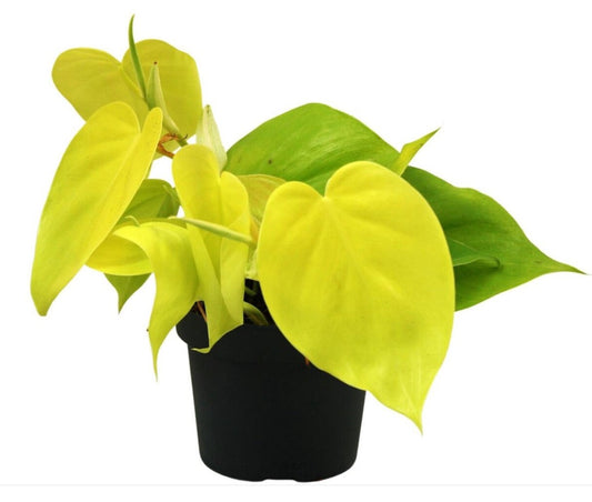 Philodendron Lemon Lime - Rare Plant - Beautiful Plant - Cuttings