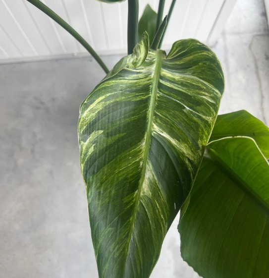 Bird of Paradise Albo Variegata - Strelitzia Nicolai - Variegated Bird of Paradise - Rare Plant - Beautiful Plant