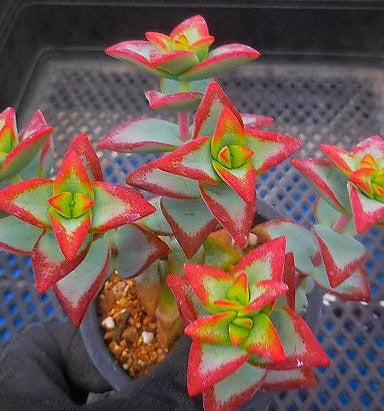 Crassula Sunstar - Beautiful Succulent - Rare Succulent - Cuttings