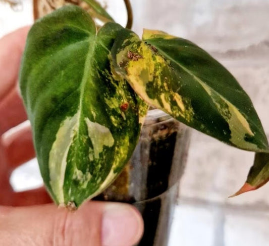 Philodendron Scandens Micans Variegata Pink/Albo - Rare Plant - Beautiful Plant - Cuttings