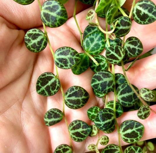 Peperomia prostrata - String of Turtles - Cuttings