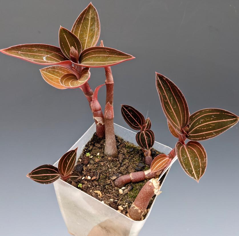 Jewel Orchid Ludisia Discolor - Rare Plant - Beautiful Plant - Cuttings