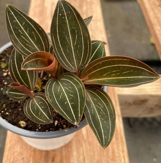 Jewel Orchid Ludisia Discolor - Rare Plant - Beautiful Plant - Cuttings