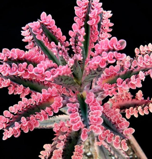 Kalanchoë Pink Butterflies - Rare Plant - Beautiful Plant - Small Plants