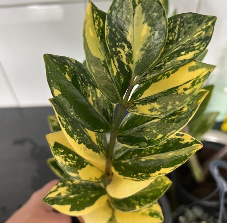 Variegated ZZ Plant- Zamioculcas Zamiifolia Variegata - beautiful succulent - propagation leaf