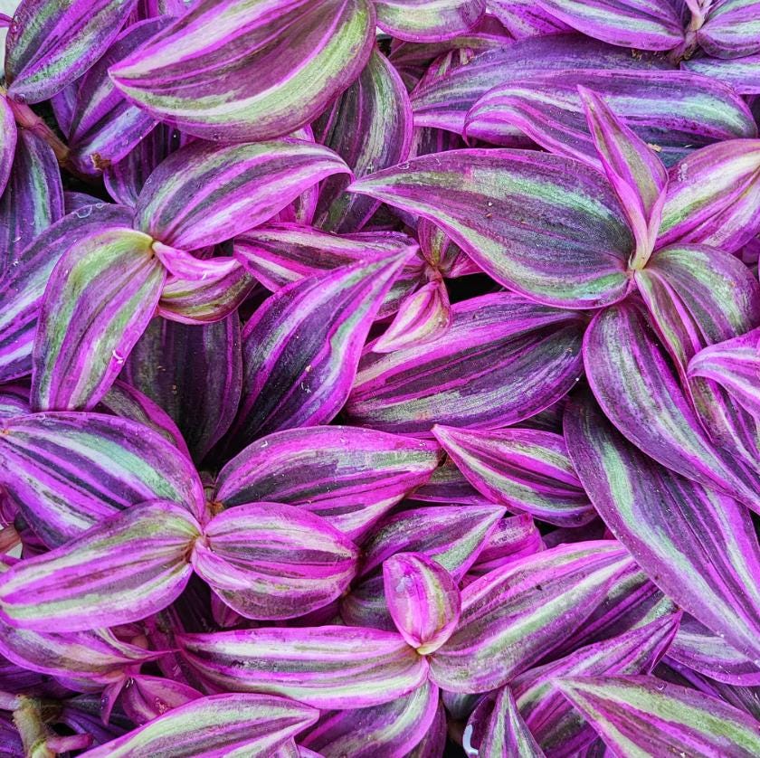 Tradescantia Pink Paradise - beautiful plant - rare plant - pink, white and green plant