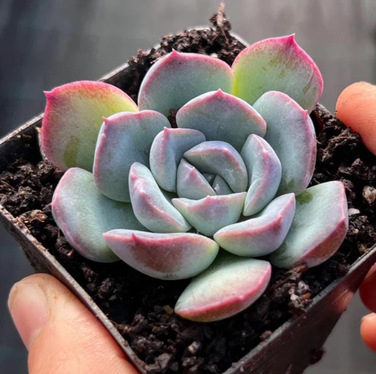 Echeveria Little Fairy - beautiful succulent - propagation leaf