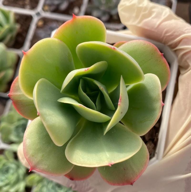 Echeveria Peach Pride - beautiful succulent - propagation leaf