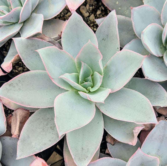 Echeveria Cante - beautiful succulent - propagation leaf