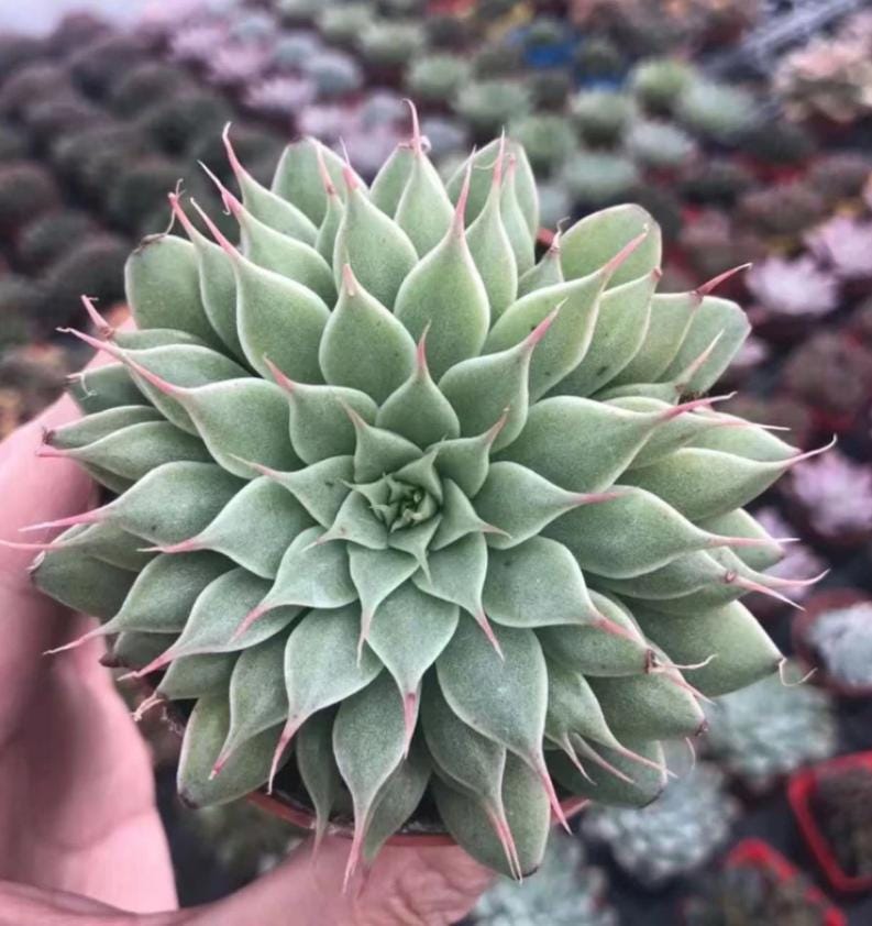 Graptoveria 