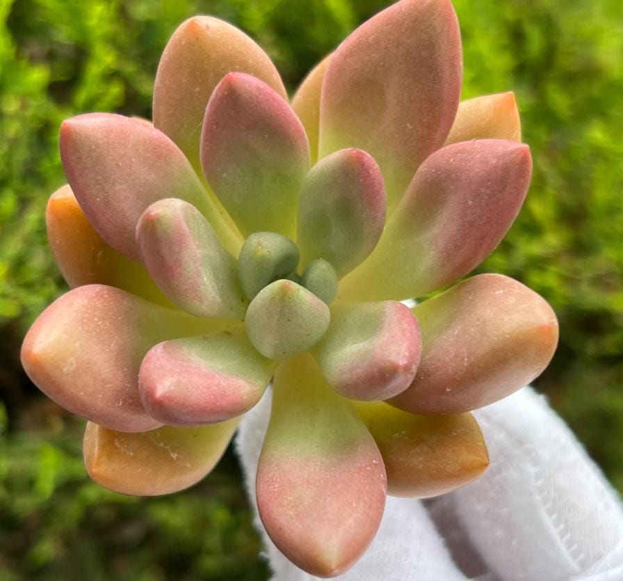 Echeveria Rubydona - beautiful succulent - propagation leaf