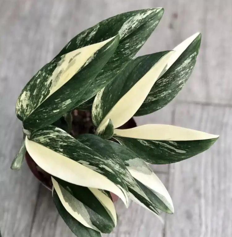 Monstera Standleyana Stardust - Variegated Monstera - Rare Plants - Monstera Cuttings - Propagation Nodes