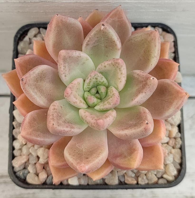 Graptoveria Melodie - beautiful succulent - propagation leaf