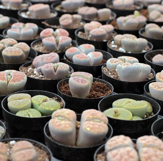 Lithops Plant Mix - Rare Lithops - Lithops Plants - Living Stones Succulent - Living Stones Plants - Living Stones - Lithops