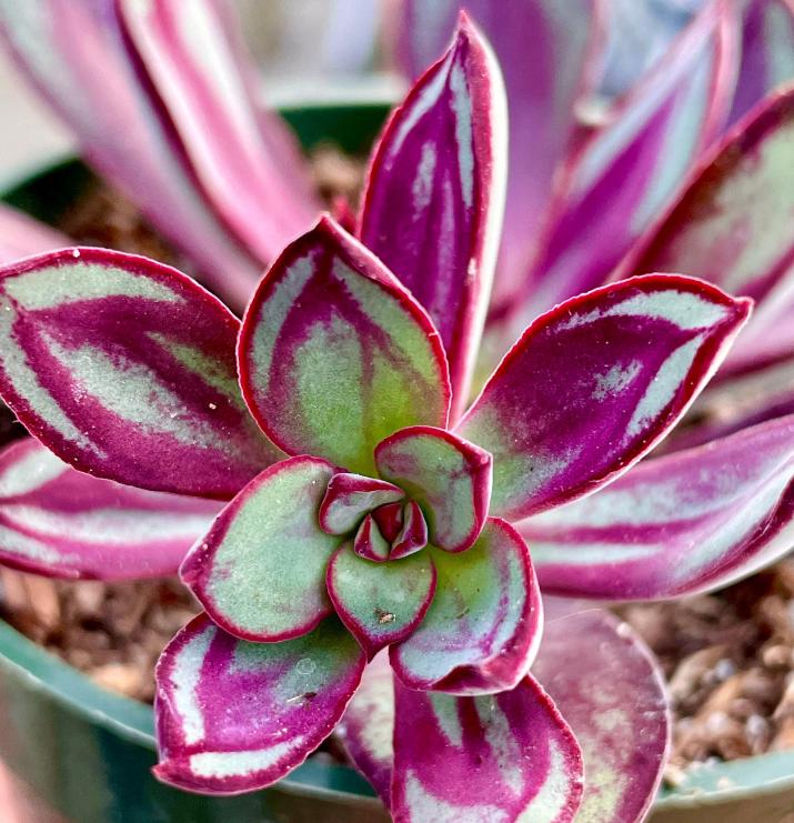 Echeveria Nodulosa - beautiful succulent - propagation leaf