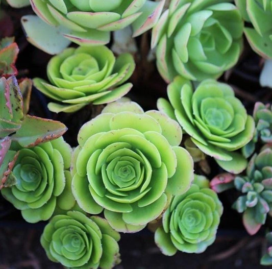 Aeonium Tabuliforme - beautiful succulent - propagation leaf