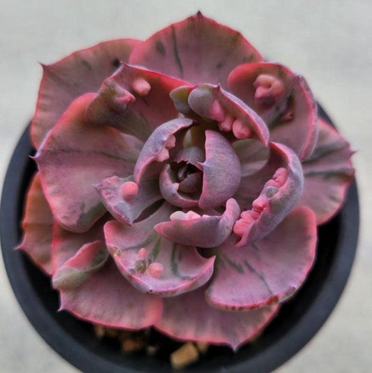 Echeveria Beyonce - beautiful succulent - propagation leaf