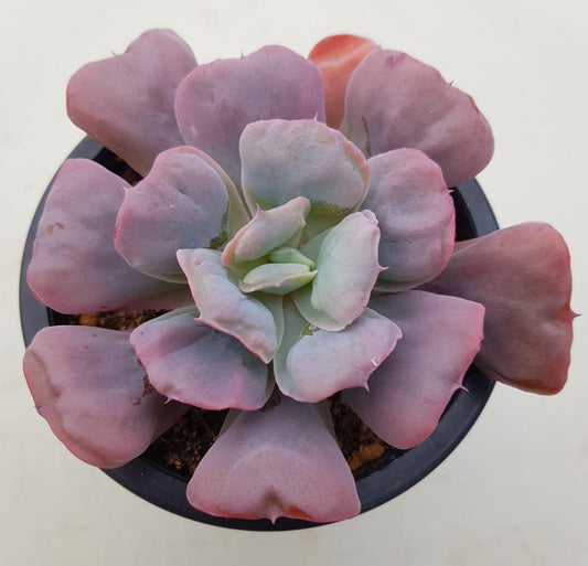 Echeveria Heart Delight - beautiful succulent - propagation leaf