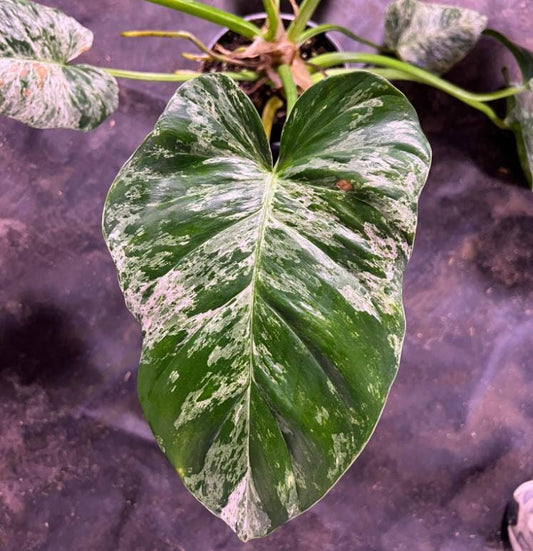 Philodendron Giganteum Marble Blizzard Bont - Rare Plant - Beautiful Plant