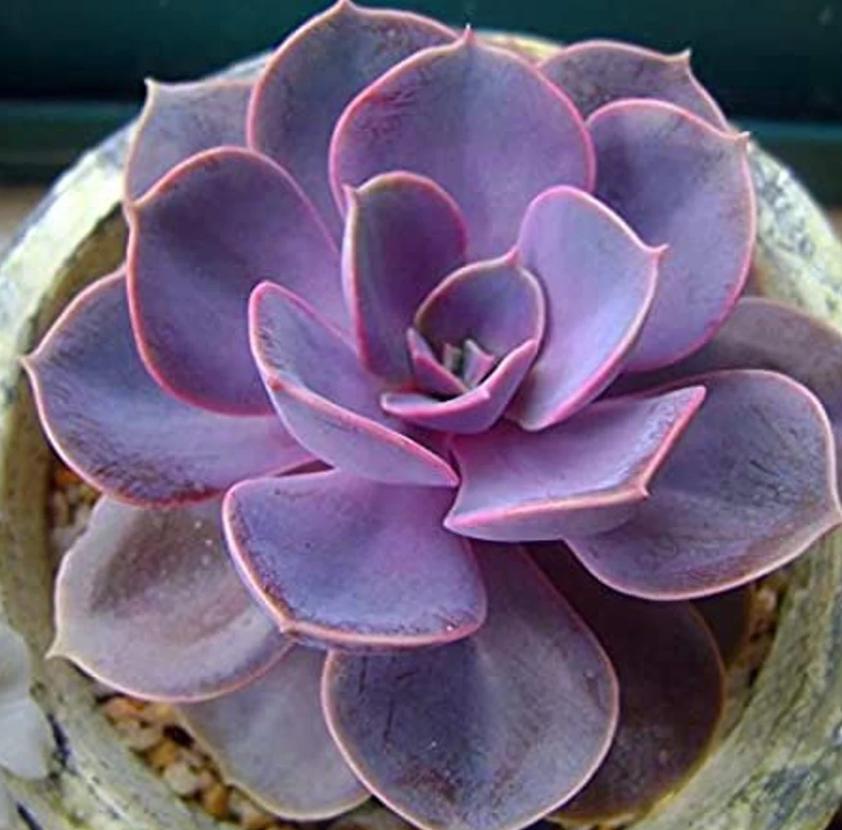 Echeveria Perle Von Nurnberg - beautiful succulent - propagation leaf