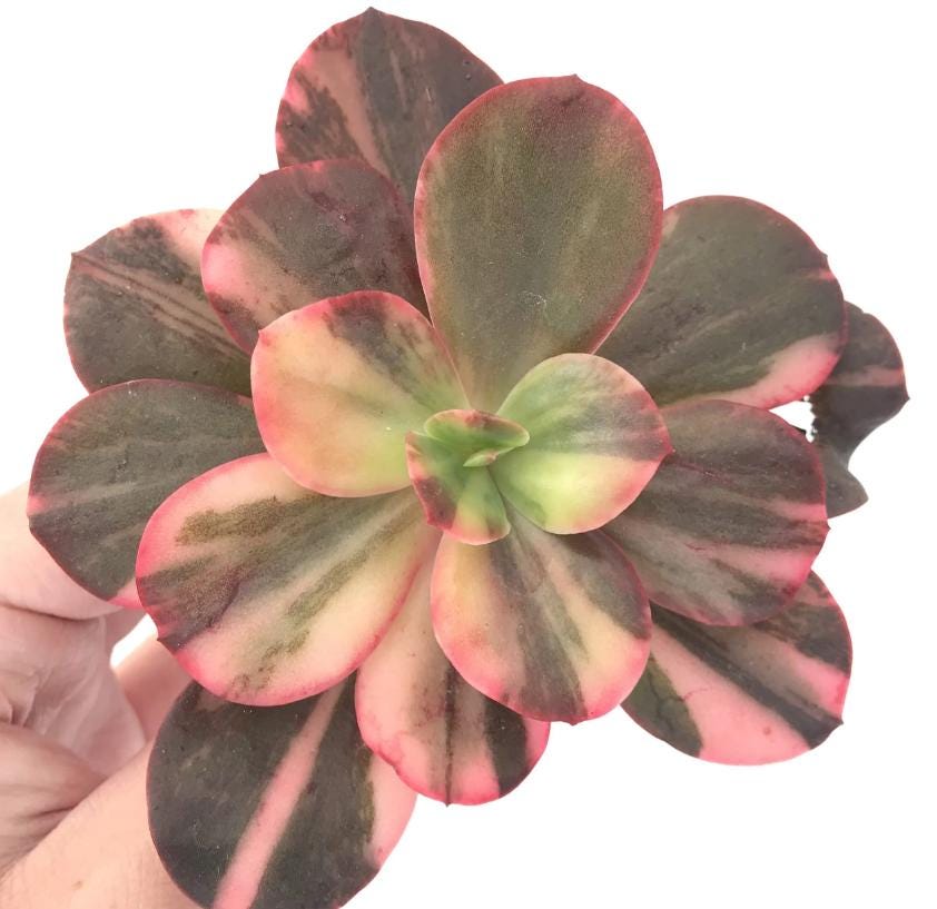 Echeveria Variegated - beautiful succulent - propagation leaf