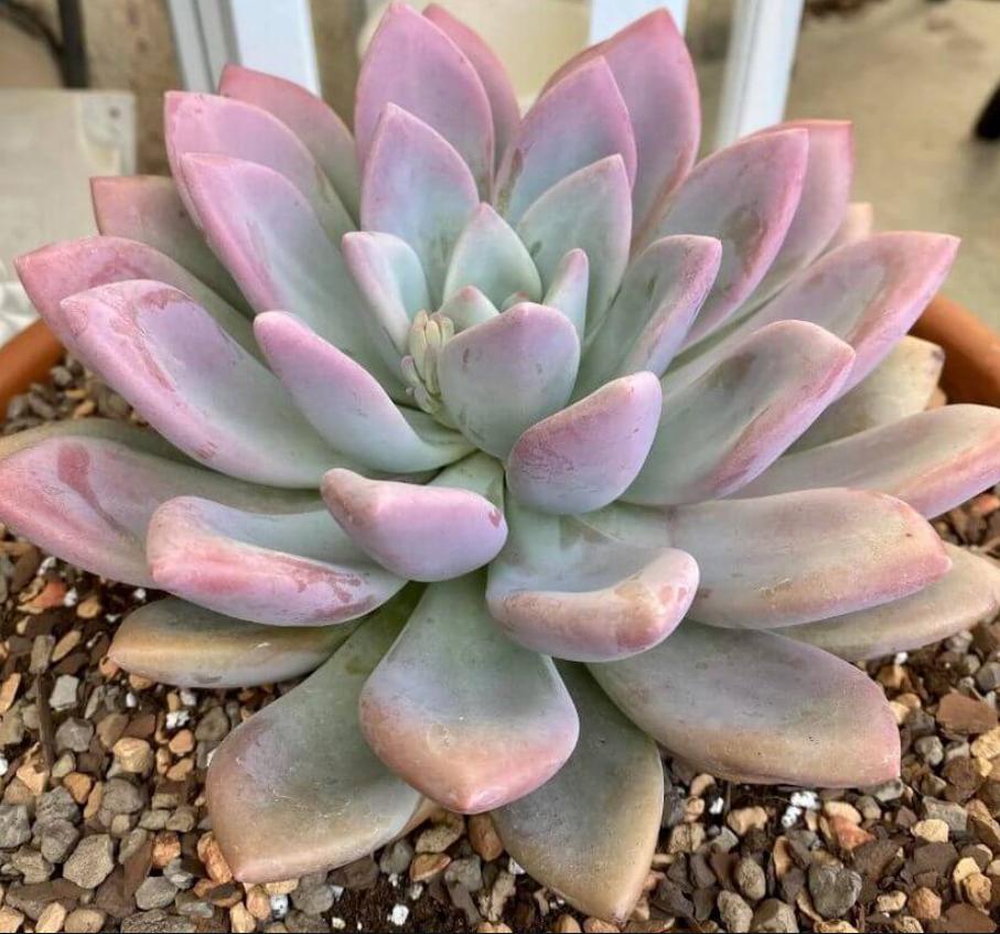 Pachyphytum Hookeri - beautiful succulent - propagation leaf