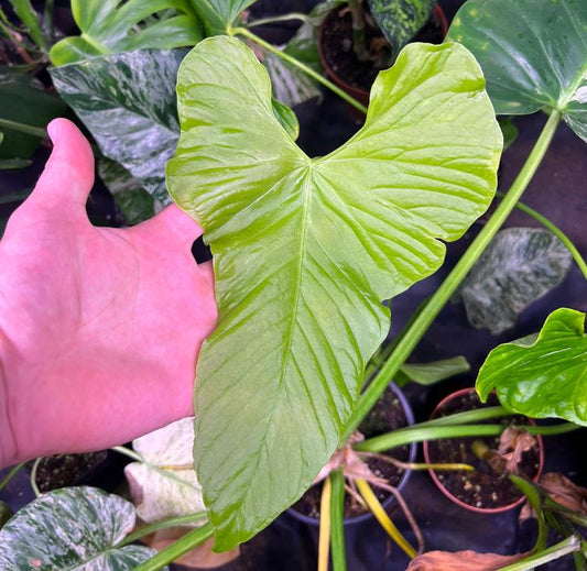 Anthurium Balaoanum Variegated - Rare Plant - Beautiful Plant - Cuttings