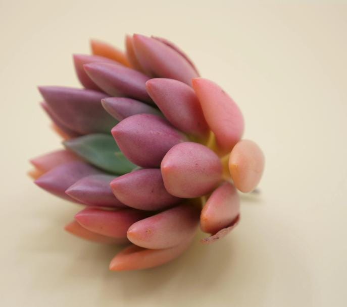 Echeveria Pink Crew - beautiful succulent - propagation leaf