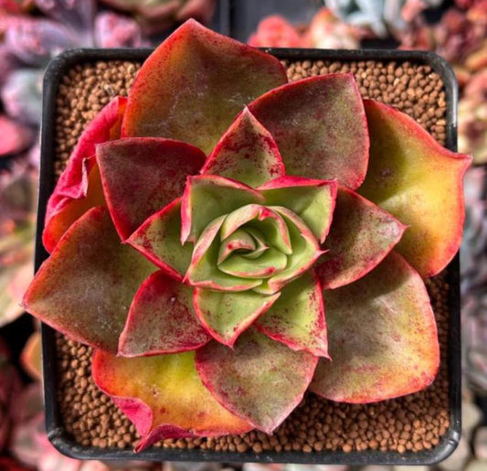 Echeveria Salsa Verde - beautiful succulent - propagation leaf