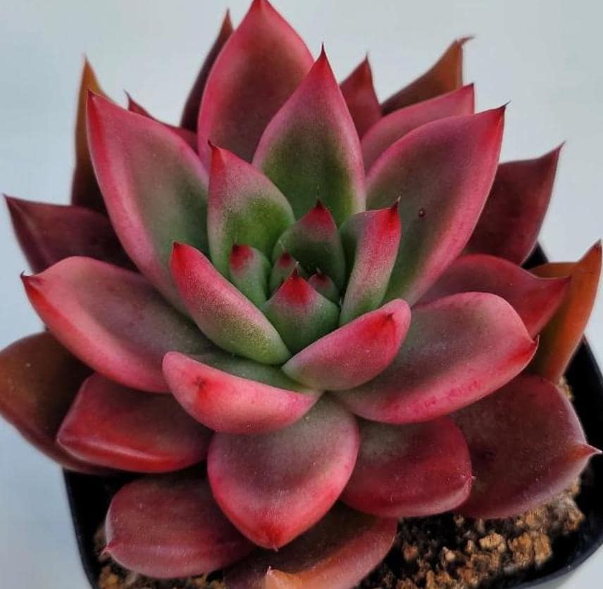 Echeveria Agavoides Frank Reinelt - beautiful succulent - propagation leaf