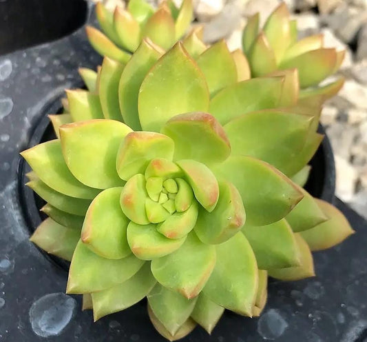 Sedum Golden Glow - beautiful succulent - propagation leaf