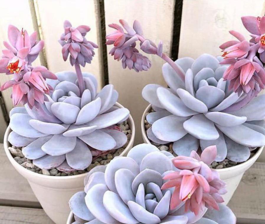 Echeveria Laui - beautiful succulent - propagation leaf