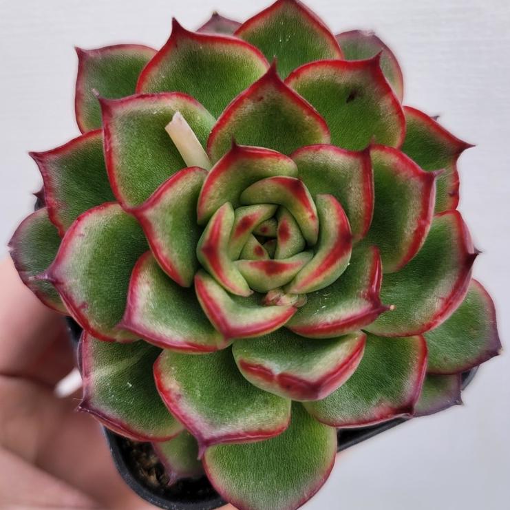 Echeveria Arcane - beautiful succulent - propagation leaf