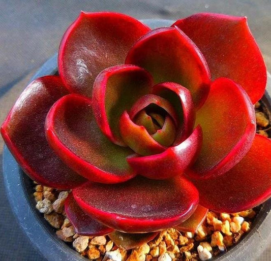 Echeveria Hongdeung - beautiful succulent - propagation leaf