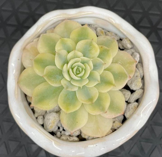 Echeveria Peacockckii Bluete - beautiful succulent - propagation leaf