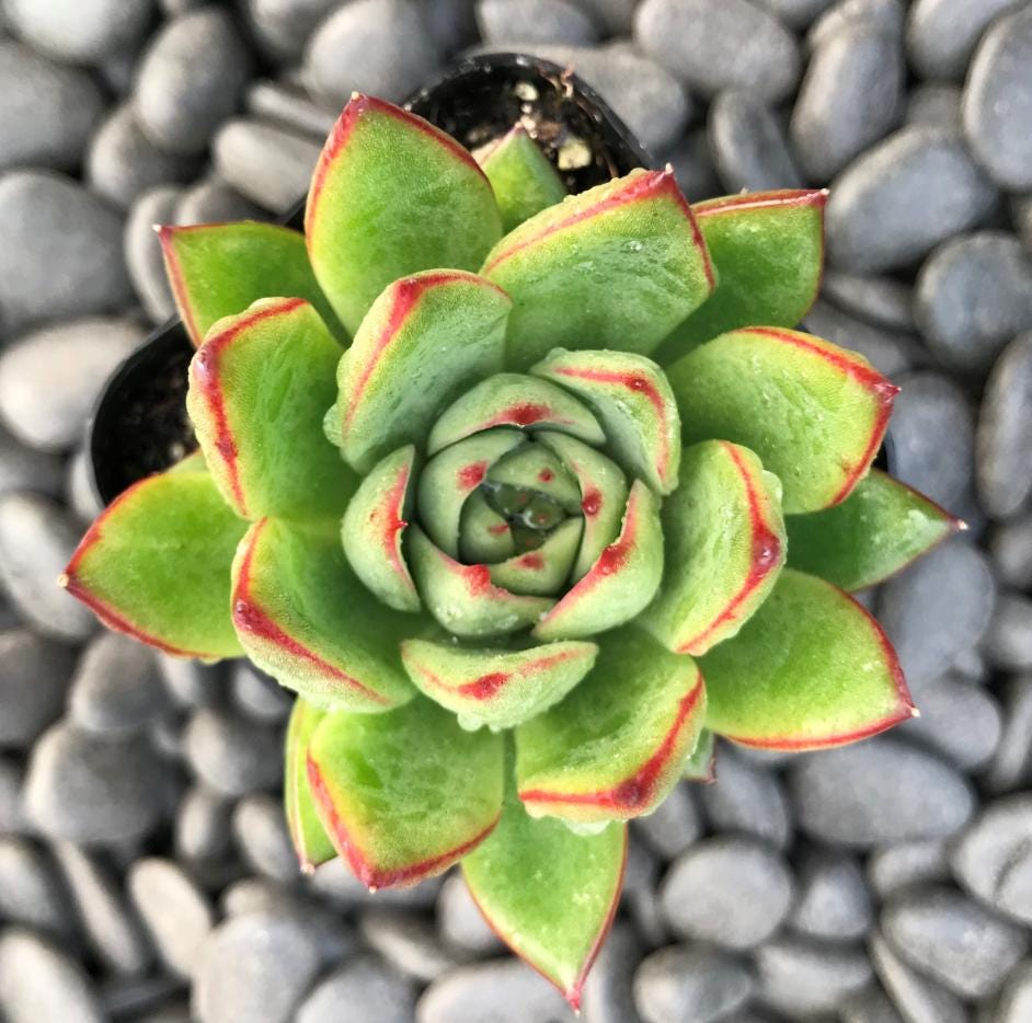 Echeveria Red Tipped- beautiful succulent - propagation leaf