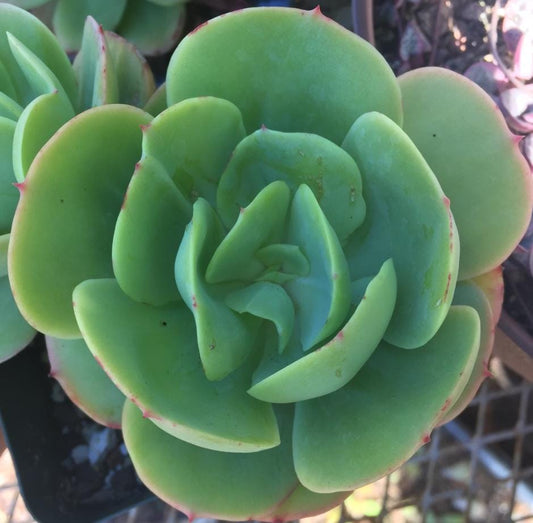 Echeveria Peach Garden - beautiful succulent - propagation leaf