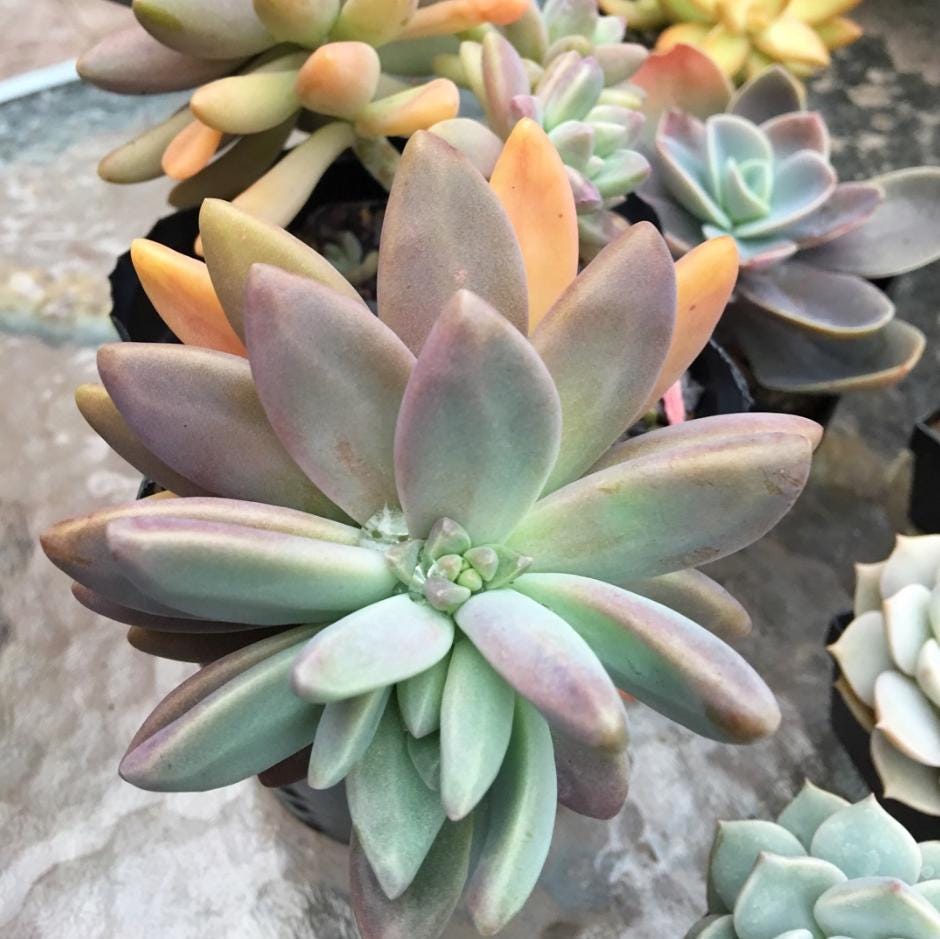 Graptosedum Francesco Baldi - beautiful succulent - propagation leaf