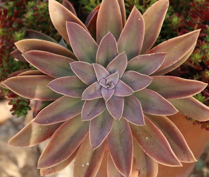 Graptoveria Fred Ives - beautiful succulent - propagation leaf