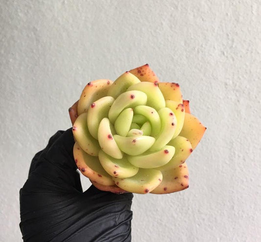 Echeveria Ringo Starr - beautiful succulent - propagation leaf