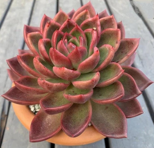 Echeveria Agavoides Red Gilva - beautiful succulent - propagation leaf