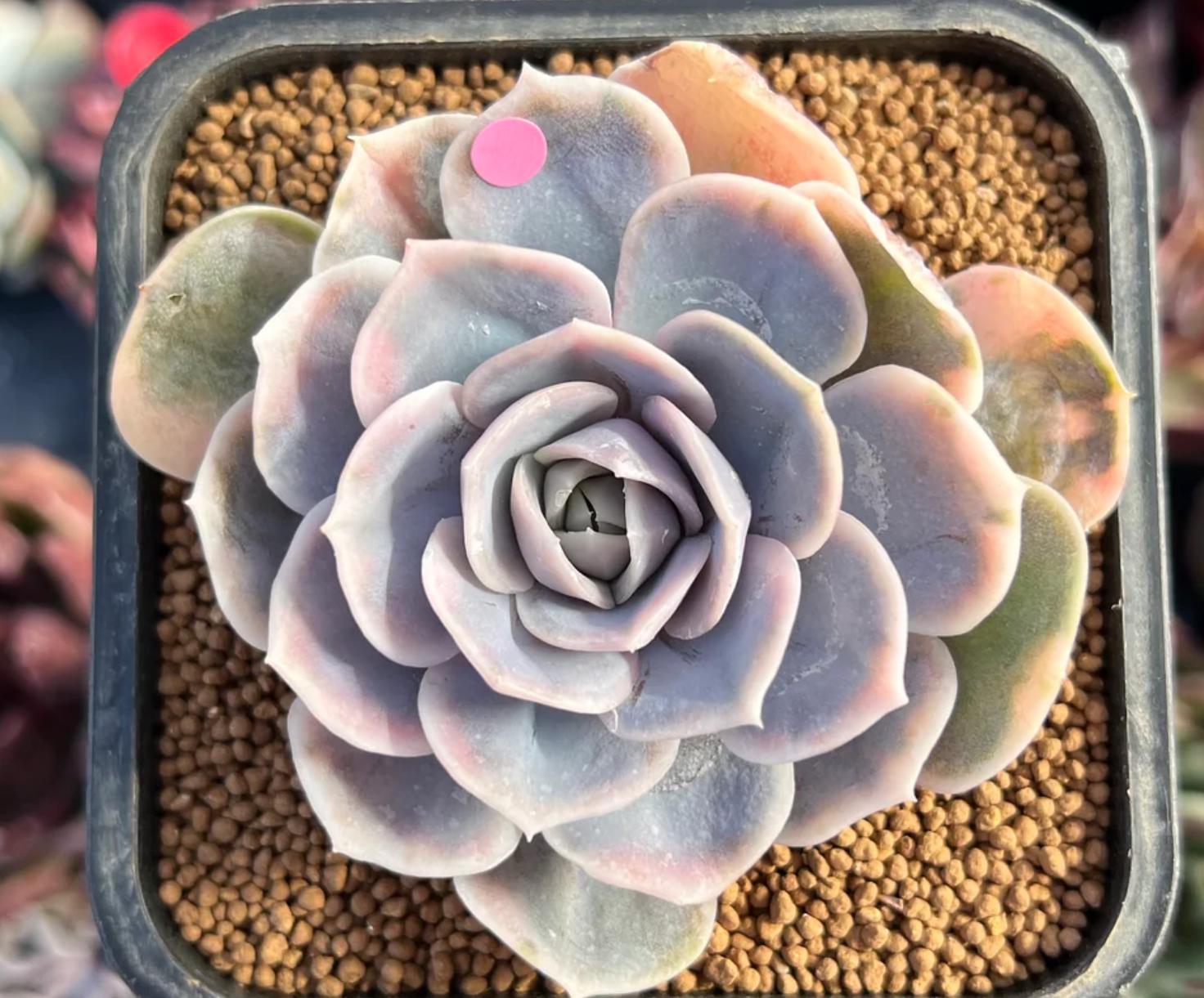 Echeveria Blue Surprise - beautiful succulent - propagation leaf